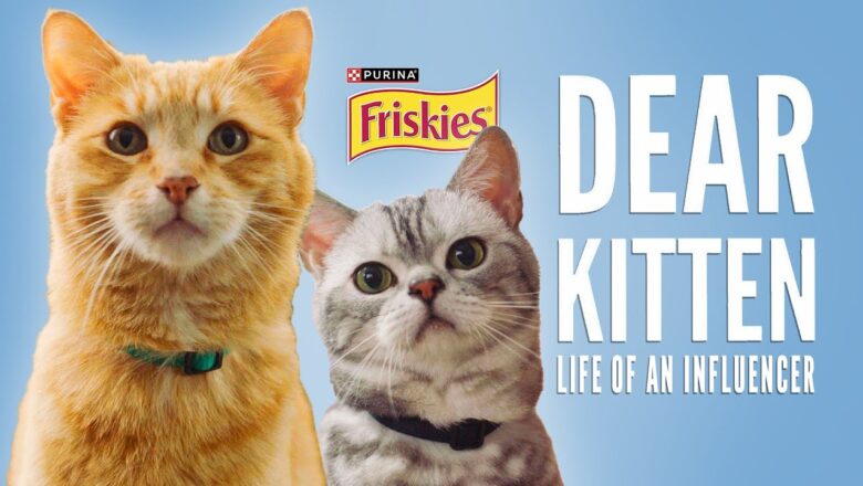 Dear Kitten: Day In The Life Of An Influencer // Presented By Friskies & BuzzFeed
