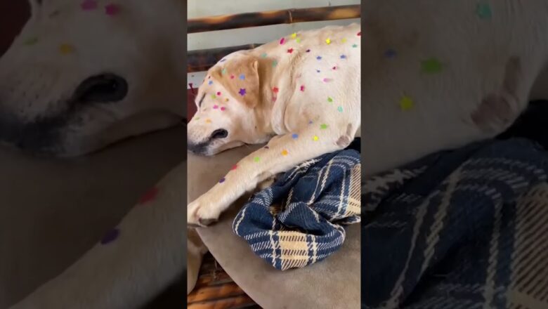 Dog gets a new look thanks to creative toddler #Shorts
