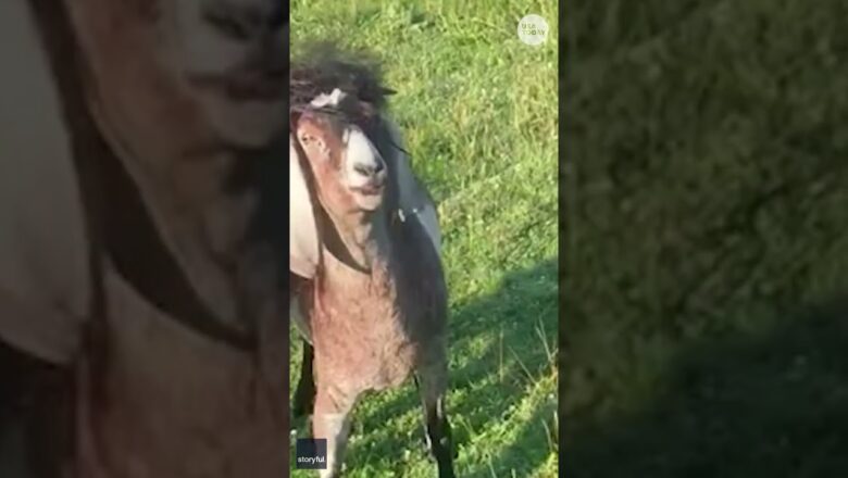 Farm pony, clumsy goat find themselves in an ‘entangled’ situation #Shorts