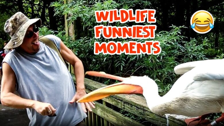 It’s A Jungle Out There! | Funniest Wildlife Videos