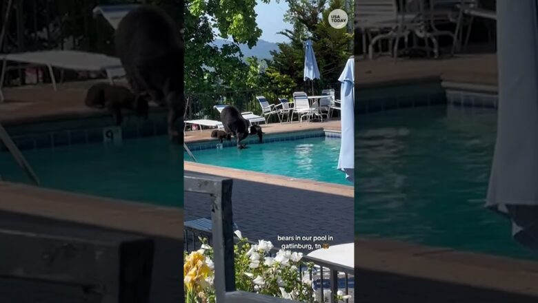 Mama bear plays lifeguard while her cubs roamed near a pool #Shorts