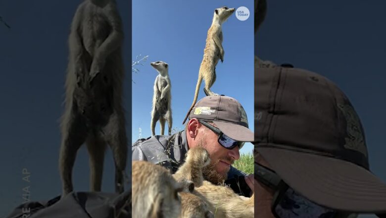 Meerkats get up close and personal with wildlife photographer #Shorts