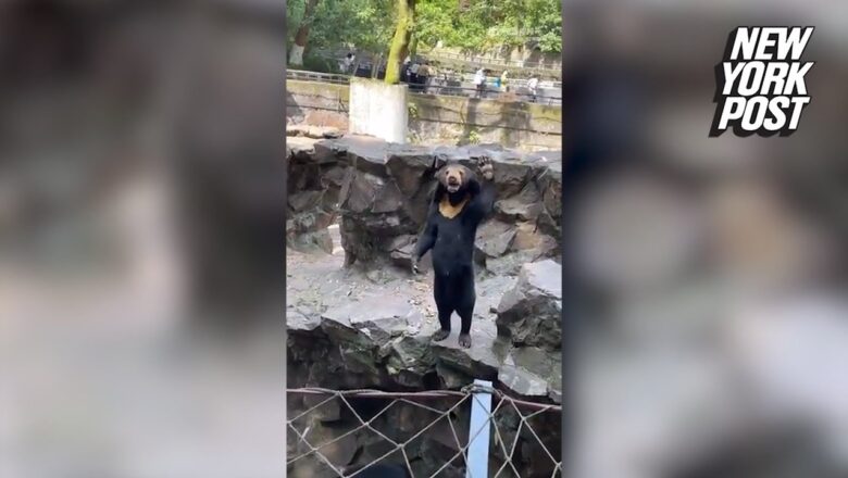 Now ‘human bear’ at Chinese Zoo is seen waving in new video