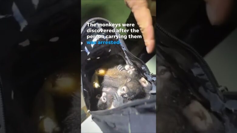 ‘Poor babies’: Border Patrol agents find spider monkeys in backpack #Shorts