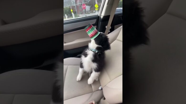 Pup sent into sweetness overload after devouring Starbucks puppuccino #Shorts