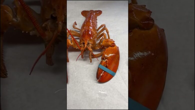 Rare orange lobster found at New York restaurant #Shorts