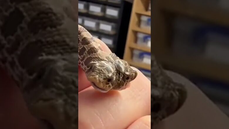 Rare two-headed snake hatches #Shorts