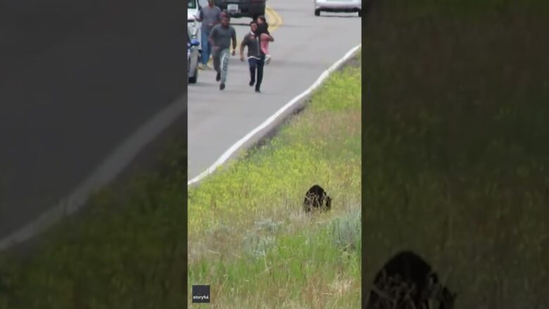 Tourists sprint towards a family of bears, causing them to run off #Shorts