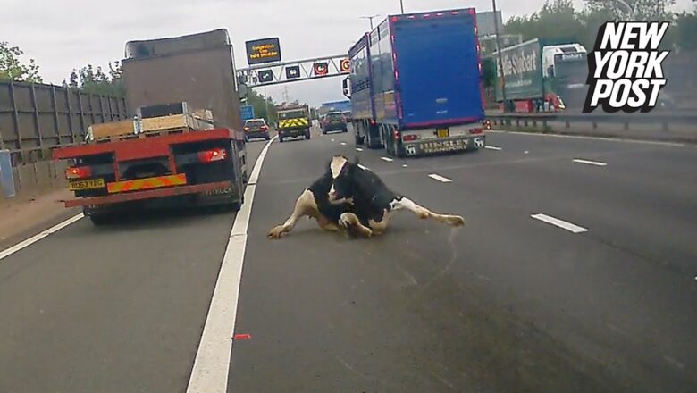 Udder chaos! Wild video shows cow tumble from truck onto busy highway