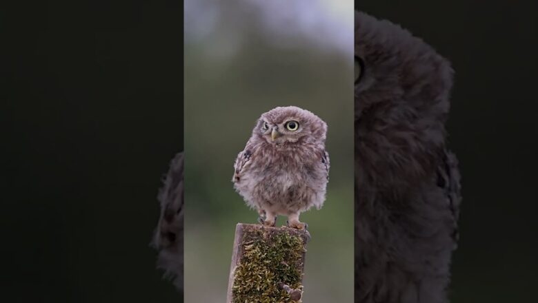 Watch: Baby owl siblings bicker over perching post #Shorts
