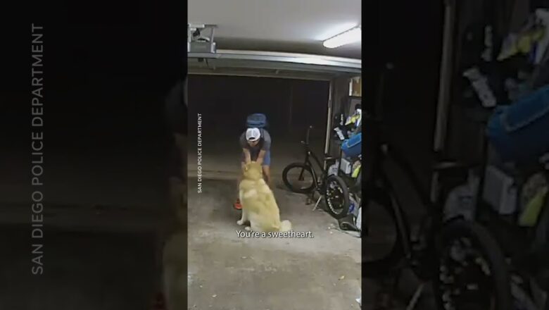 Watch this dog distract a burglary suspect with belly rubs #Shorts