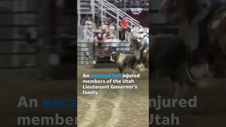 ‘We have a bull out. Loose.’ Bull escapes rodeo, injures politician’s family #Shorts