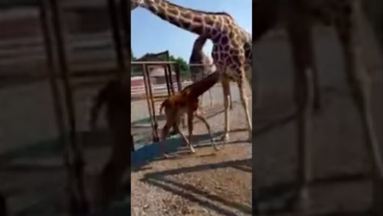 ‘World’s rarest giraffe’ born without spots #Shorts