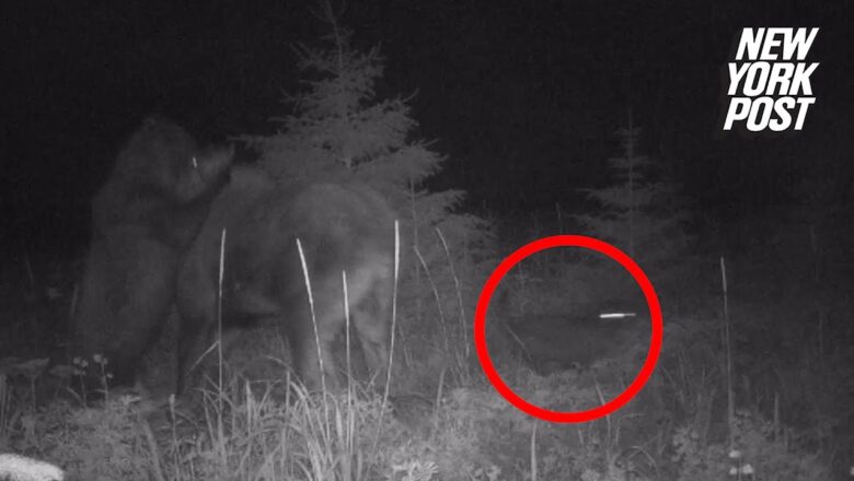 Bear and wolf team up to hunt momma moose and her calf