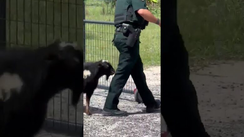 Cranky goat repeatedly headbutts annoyed sheriff’s deputy #Shorts