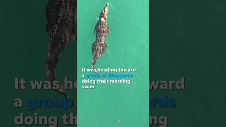 Crocodile was spotted in Florida as lifeguards finished morning swim #Shorts