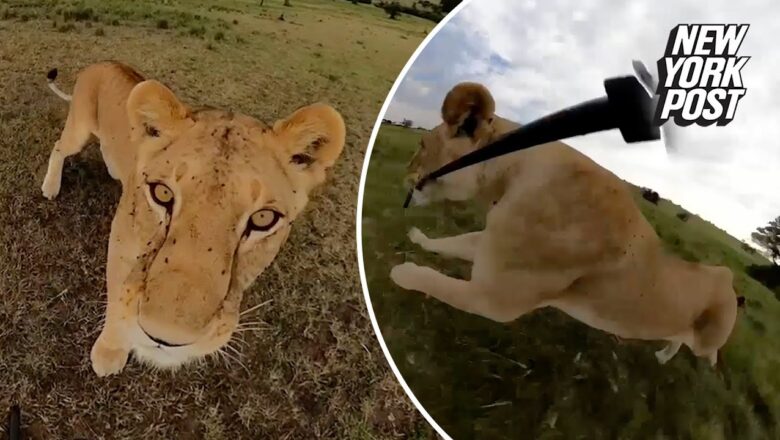 Curious lion steals GoPro and takes it for a joyride