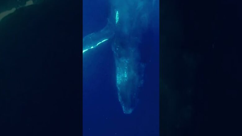 Diver avoids taking a hit from a humpback whale’s fin #Shorts