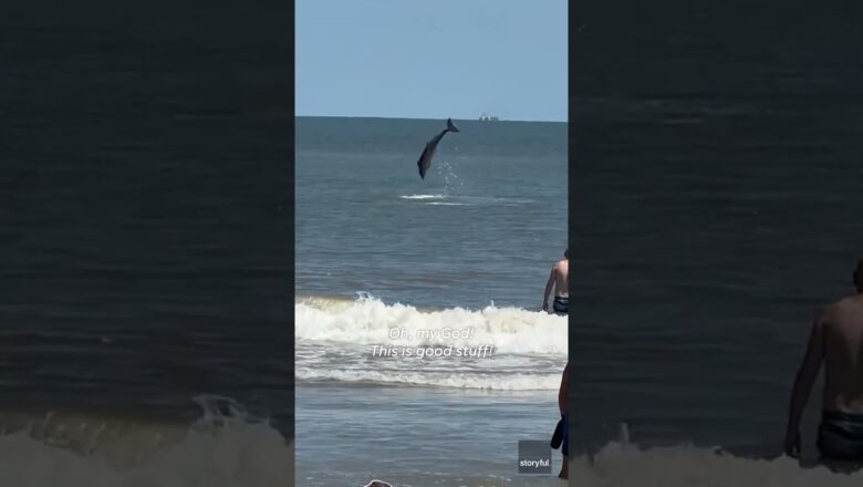 Dolphin pod performs for beachgoers, leaping out of water #Shorts