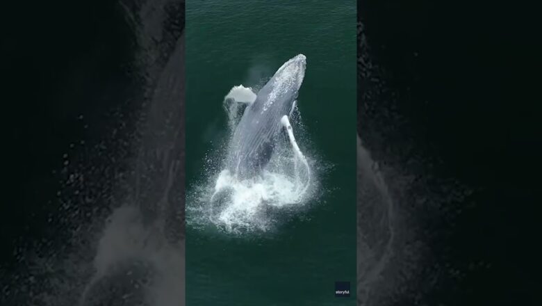 Drone captures magical footage of whale calf beaching #Shorts
