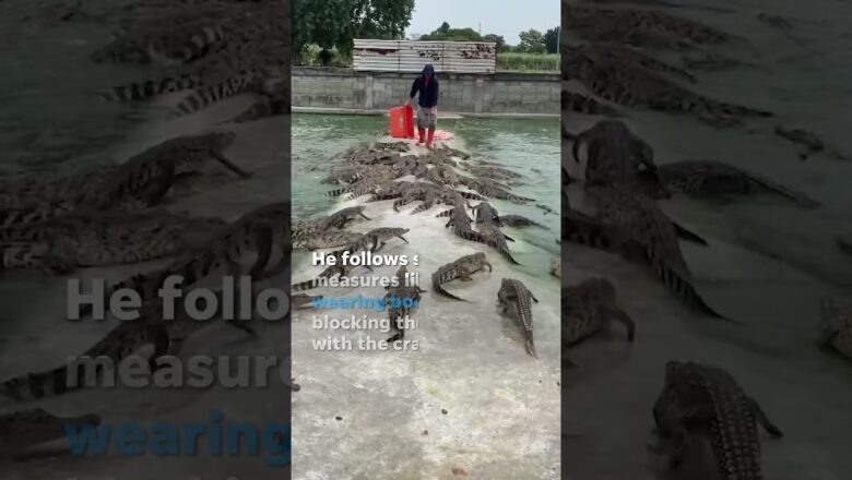 Farmer feeds crate of fresh meat to over 10,000 crocodiles #Shorts