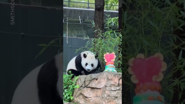 Giant pandas get treats and love they say goodbye to the national zoo #Shorts