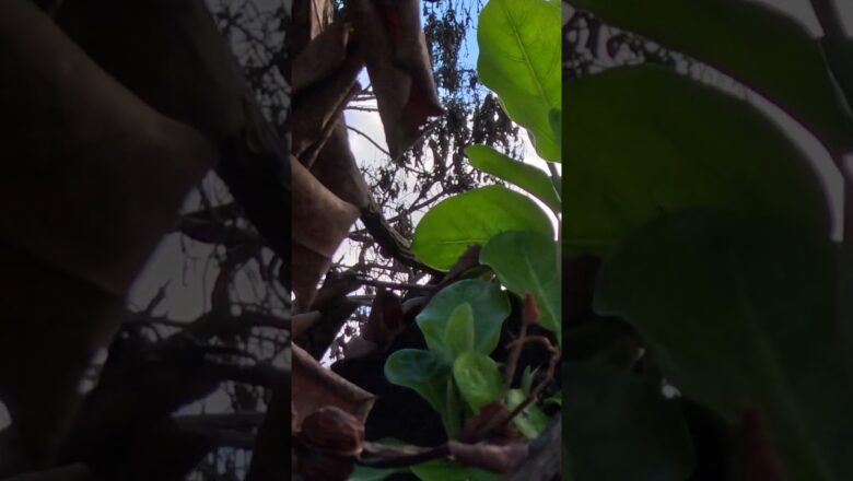 Historic banyan tree devastated by wildfires sprouts new leaves #Shorts