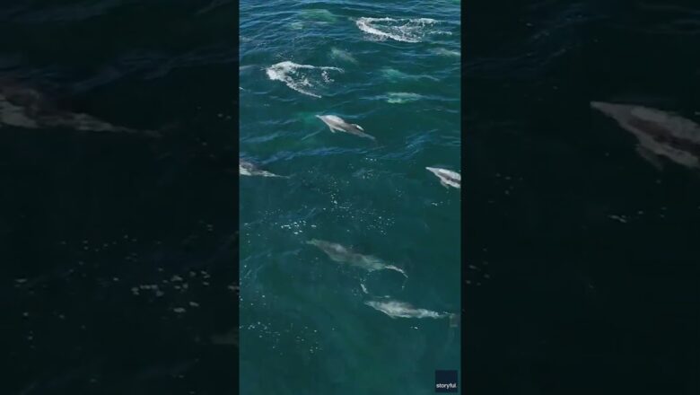 Massive pod of dolphins spotted swimming off California coast #Shorts