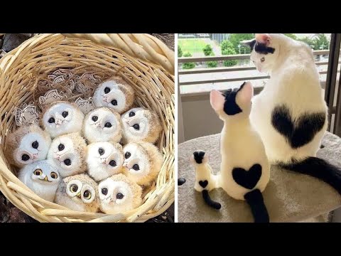 New Cute Baby Animals Videos Compilation | Funny and Cute Moment of the Animals #2 – Cutest Animals