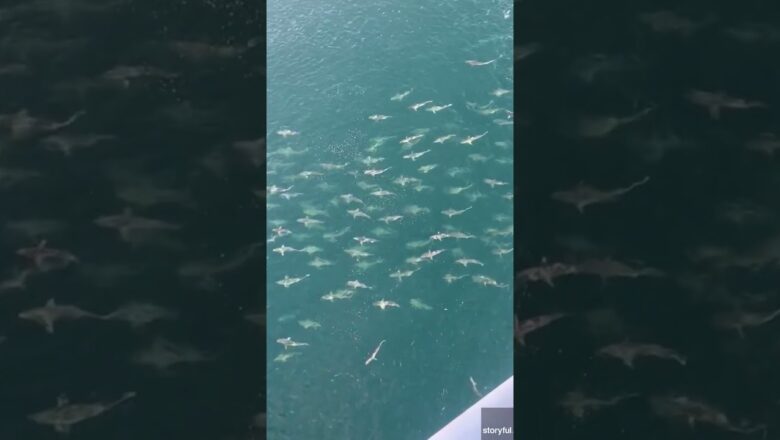 Offshore oil rig workers spot massive school of sharks swimming below #shorts