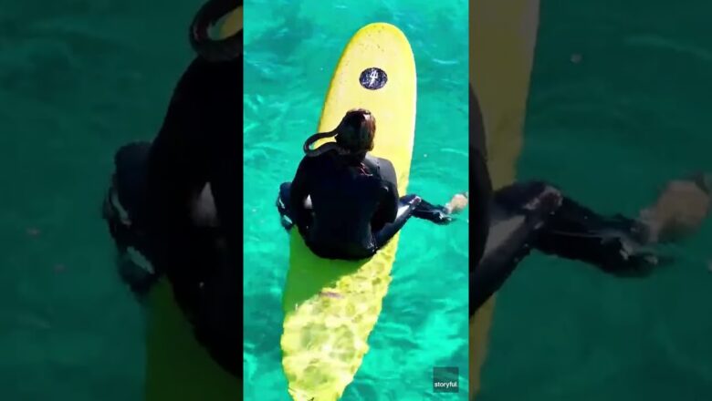 Pet python hits ocean, catches waves on surfboard with owner #Shorts