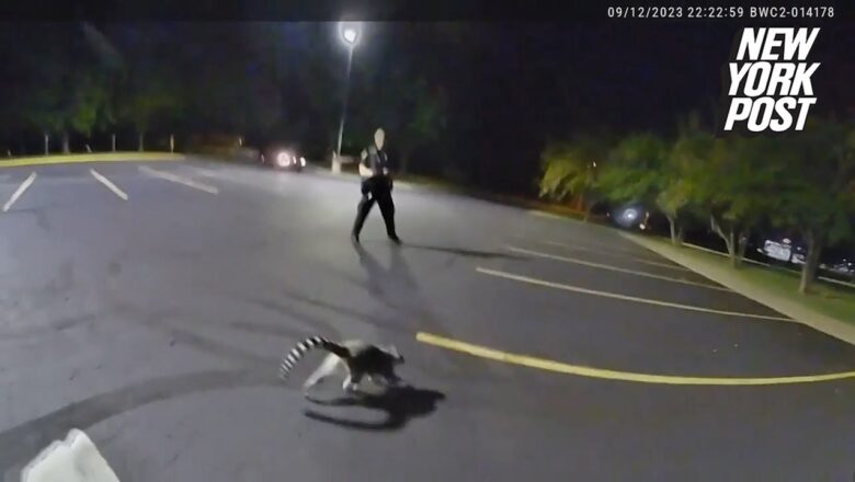 Police chase escaped lemur throughout the streets of Missouri in wild bodycam video