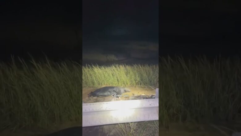 Police officers guide grey seal stranded by the tide back to water #Shorts