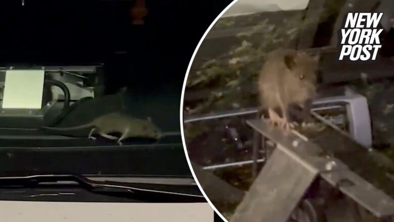 Rodent commandeers NYPD patrol car as cops scramble | New York Post