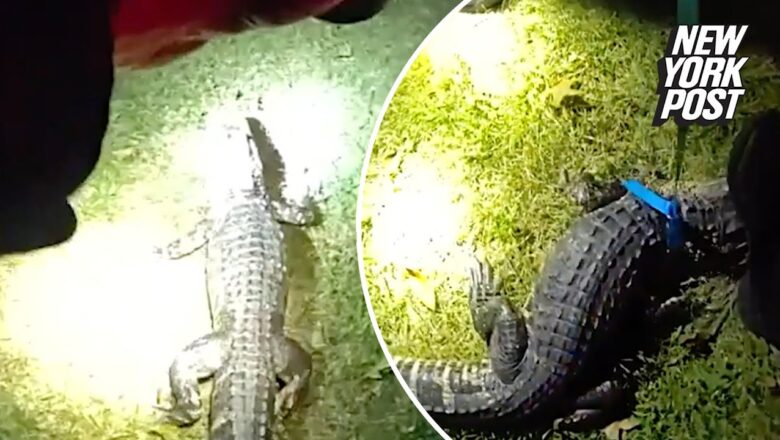 See ya later, alligator! Rogue reptile caught after terrorizing NJ town | New York Post