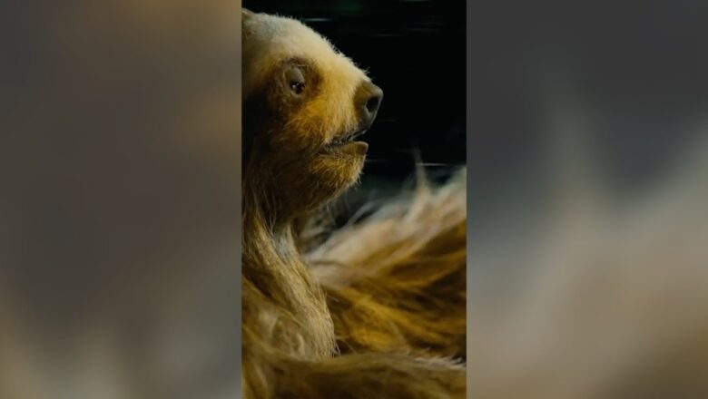 Slotherhouse Movie Clip – Killer Sloth Drives Car