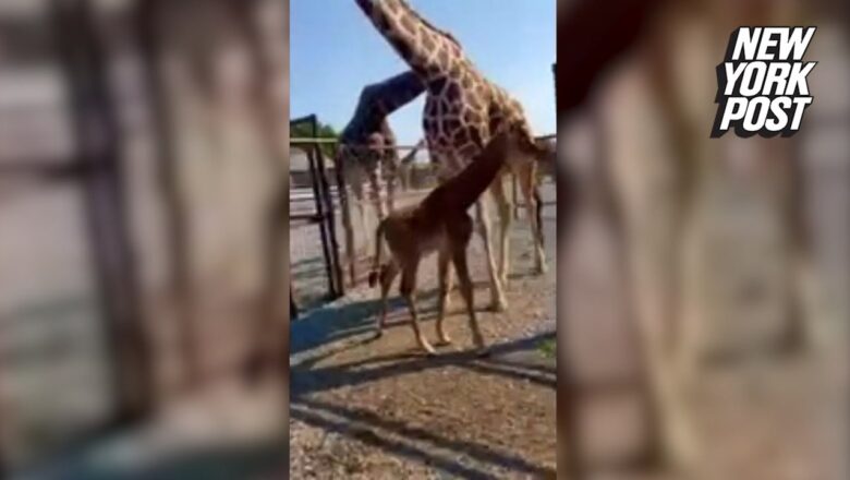 Spotless giraffe spotted in Nambia believed to be only the world’s second