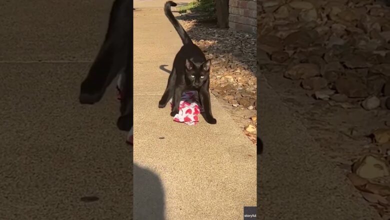 Thieving cat’s owner sets up table outside for neighbor’s items #Shorts