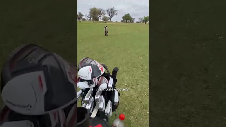 Unexpected visitor joins in on golf game, follows golfers on course #Shorts