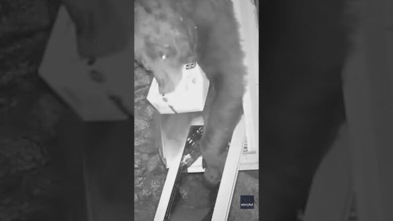 Watch: Big bear squeezes through seemingly impossibly small window #Shorts