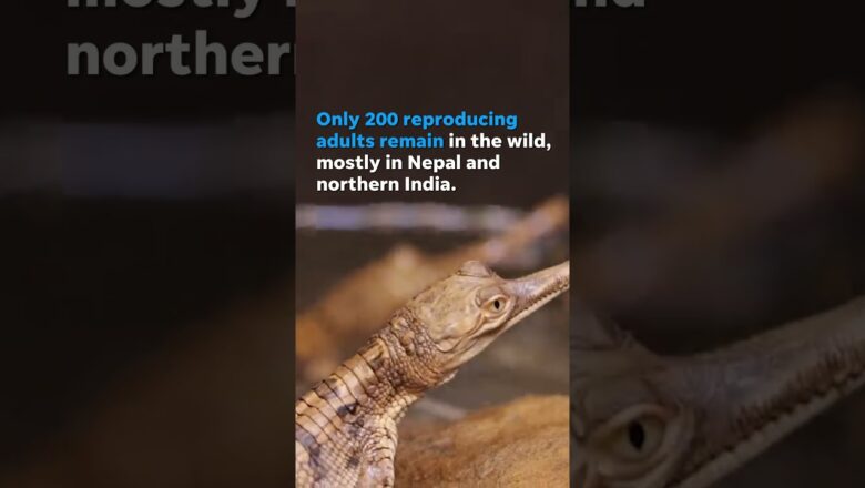 Zoo celebrates birth of critically endangered crocodiles #Shorts