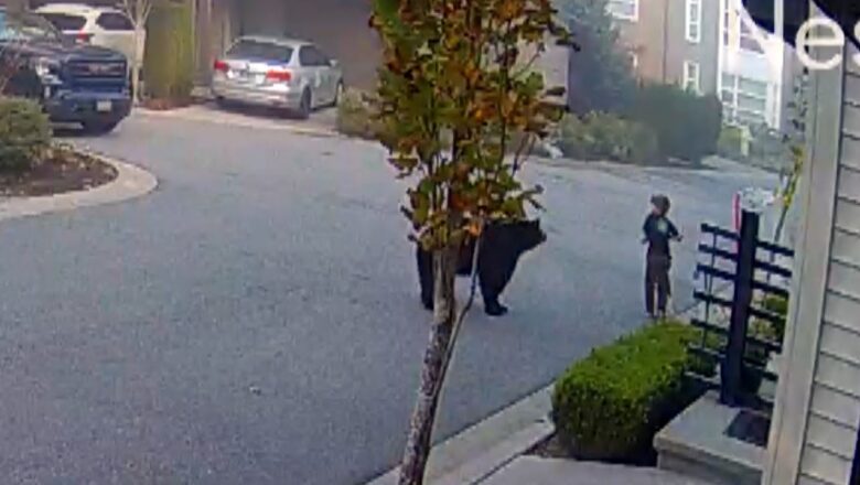 7-Year-Old Encounters Massive Bear While Riding Scooter