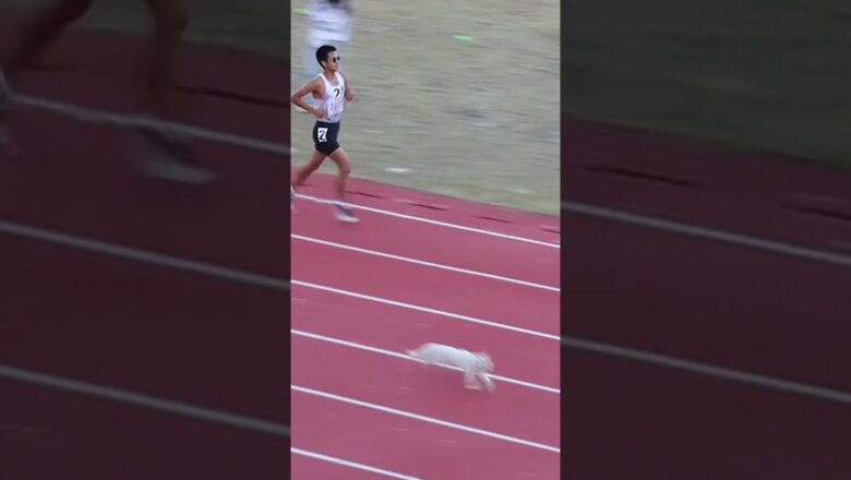 A cat embarrasses the competition when it crashed a track meet #Shorts