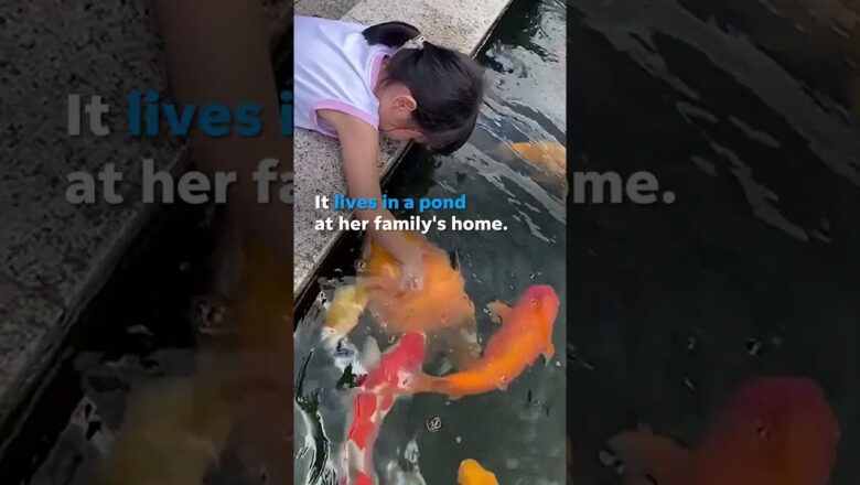 Adorable 5-year-old feeds beloved pet koi fish that weighs over 50 pounds #Shorts