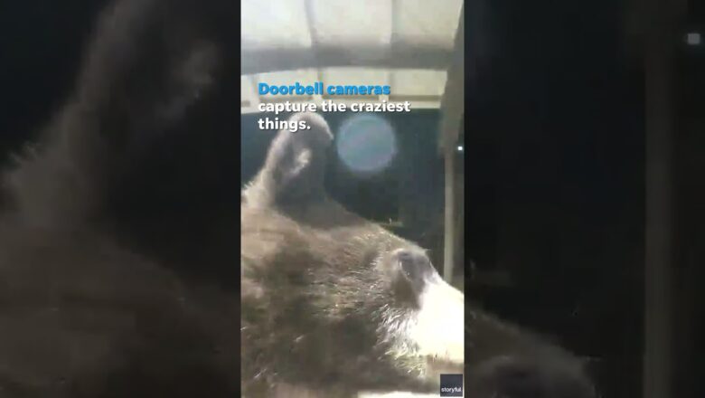 Anyone home? Nosy bear gets up close and personal with doorbell camera #Shorts