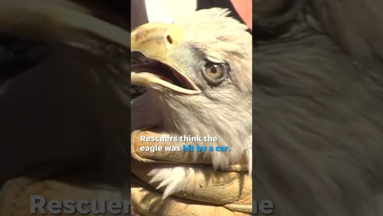 Bald eagle recovers from injury, released back into wild a year later #Shorts