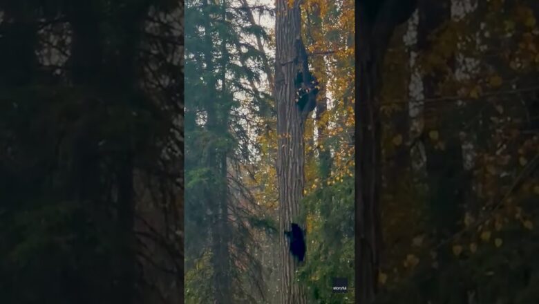 Bear family scales tall tree with ease #Shorts