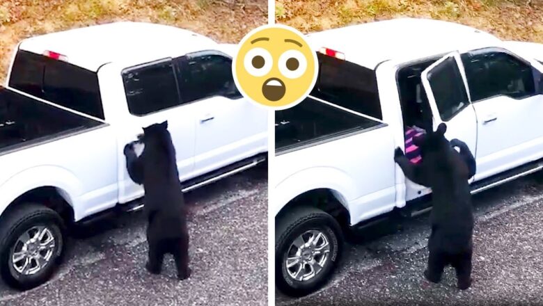 Bears can open car doors!?! | Funny Car & Truck Moments