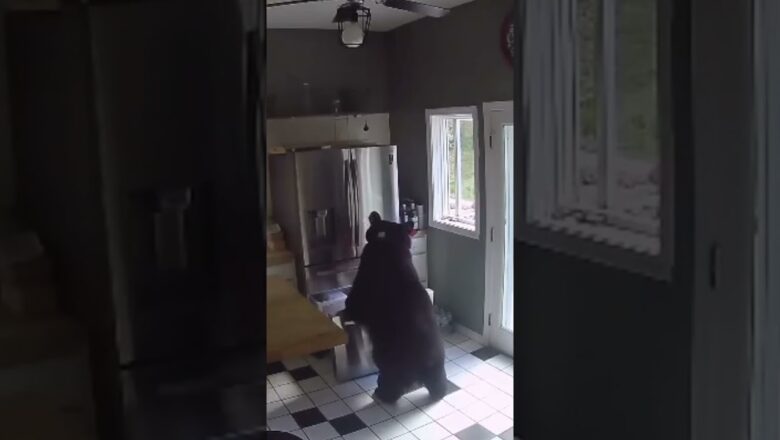 Black bear steals lasagna from freezer after breaking into house #Shorts