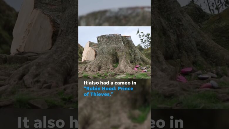 Centuries-old tree at Hadrian’s Wall criminally cut down #Shorts